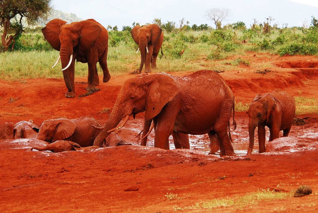 Tsavo National Park